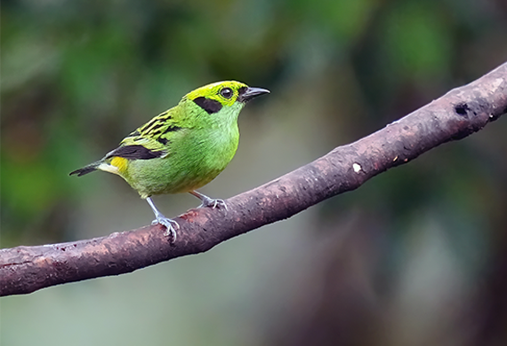 Emerald Tanager by Alan Lenk